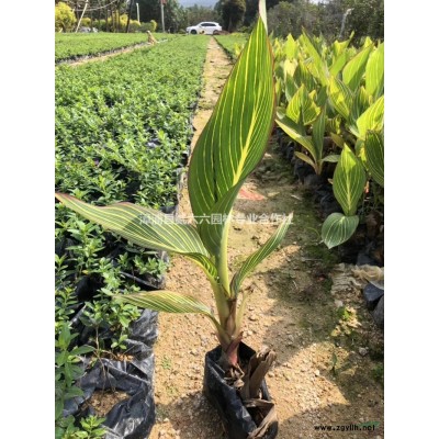 优质特价山杜英8公分，高3.3米，价格160产地直销