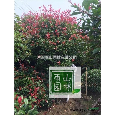 桂花精品2米至3米550