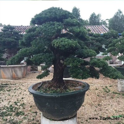 福建桂花树基地大量批发各种规格桂花树