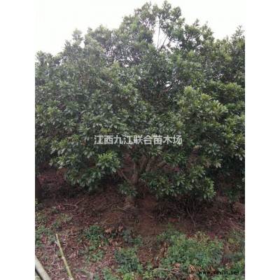 九江杜英/杜英价格/杜英行情