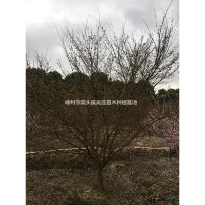 5公分紫玉兰/广玉兰/杜英/香泡/乐昌含笑/美国红枫