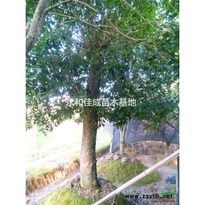 各种多规格杜英古桩