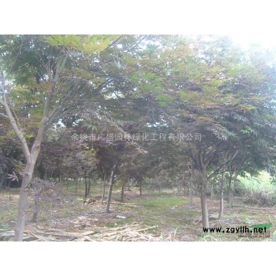 供应大规格工程绿化苗木杜英