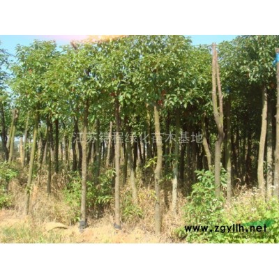 大叶女贞价格、大叶女贞苗、大叶女贞供应商