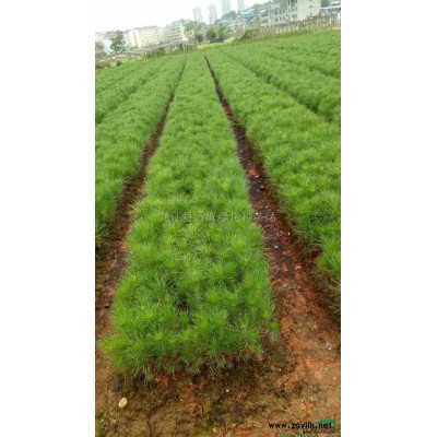 杜英报价/江西杜英报价