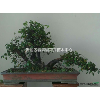 桂花苗老树桩盆景八月桂四季桂木犀