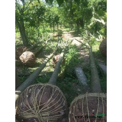 供应10-20公分杜英