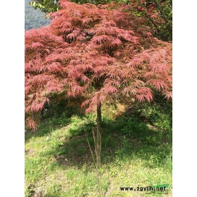 供应红枫，樱花，鸡爪槭，海棠，桂花，红叶李，紫微等各种苗木