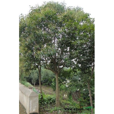 安徽肥西15cm大叶女贞