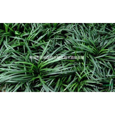 特供湖南桂花、15-25公分精品桂花、四季桂小苗