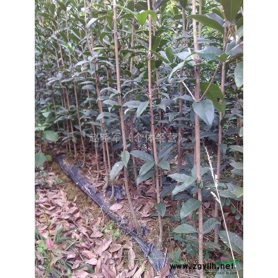 陕西大量出售1到5公分桂花