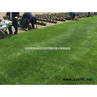 桂花树 桂花价格 镇江桂花 句容桂花