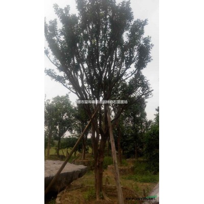 广东红花桂花，广东八月桂，广东英德桂花基地