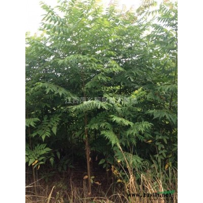 大叶女贞 江西大叶女贞*新价格 大叶女贞规格*