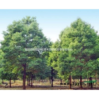 安徽供应优质大叶女贞，批发1-7公分大叶女贞，*便宜大叶女贞