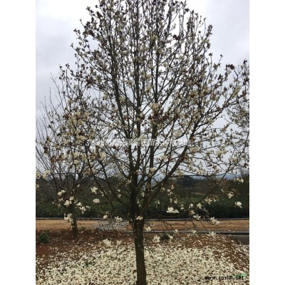 浙江桂花批发/供应