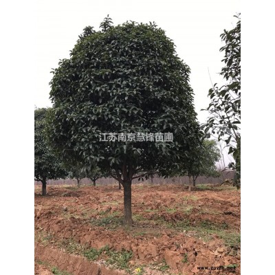 南京桂花行情报价\南京桂花图片展示