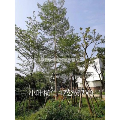 福建漳州桂花15公分价格/报价