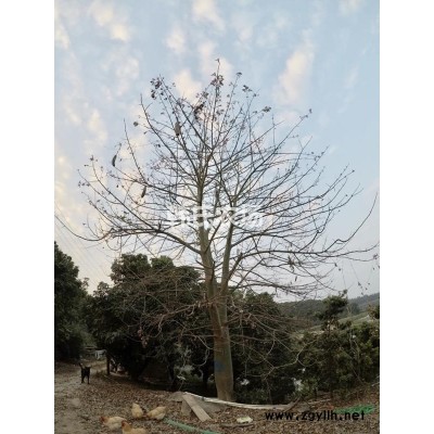广东省佛山市地区供应4-6公分桂花树