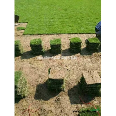 郴州小苗基地 桂花小苗 四季桂