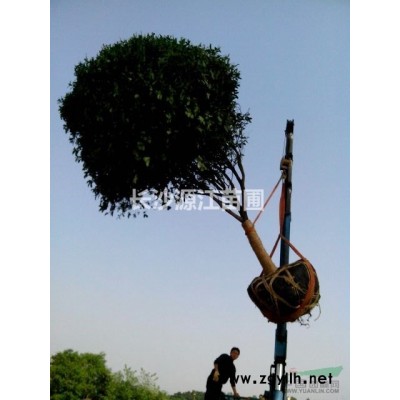 18公分桂花树价格