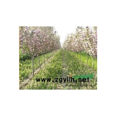 绿化苗木大叶女贞苗哪有卖河南大叶女贞苗