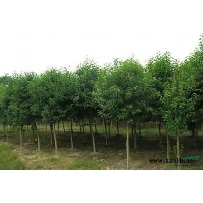 供应大叶女贞 2-10公分