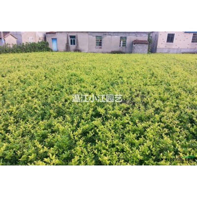 供应30公分红背桂花杯苗紫背桂花绿化小苗价格四川成都温江基地