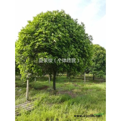 贵州地区桂花5-10公分供应