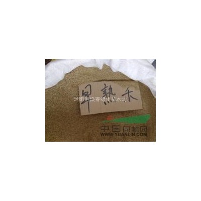 批发优质彩色苗木种子：桂花种子：天竺桂绿化种子