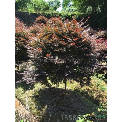 桂花1*新价格/桂花1报价