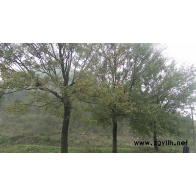 长期出售大叶女贞