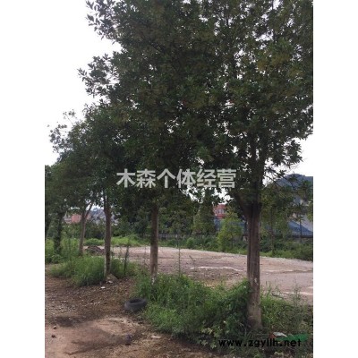 浙江丽水急售少量-杜英