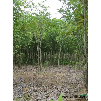 桂花，精品桂花，江西抚州精品八月桂花