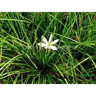 大量供应3cm大叶女贞