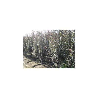 杜英行情报价\杜英图片展示