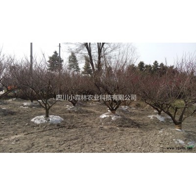 成都杜英.精品杜英.产地供应.规格*图3