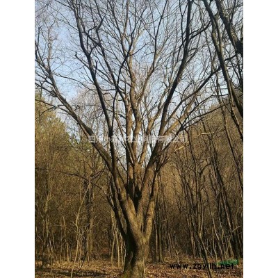 成都杜英.精品杜英.产地供应.规格*图1