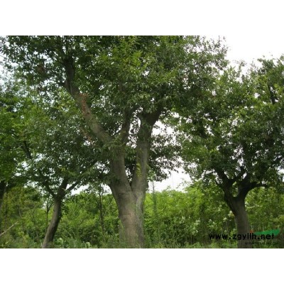 杜英供应/杜英图片