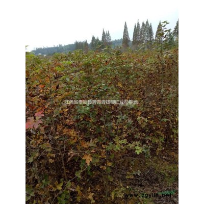 小苗批发、苗木小苗杜英基地、杜英2-8公分绿化苗木 杜英出售