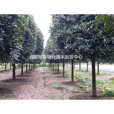 四川桂花、成都八月桂、桂花价