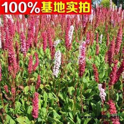 供应杜英、杜英苗、杜英小苗、杜英工程苗