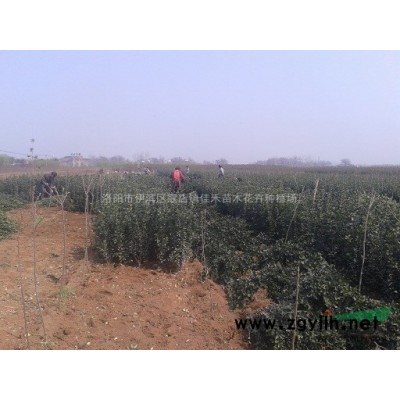 洛阳大叶女贞供应洛阳大叶女贞价格洛阳大叶女贞批发