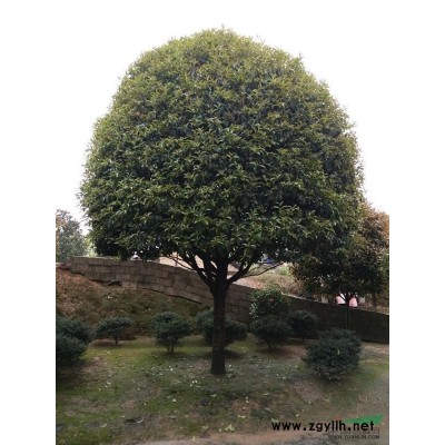 杜英、紫薇、景叶白兰