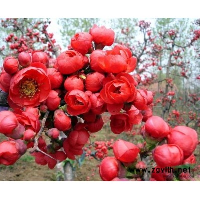 优质高杆大叶女贞