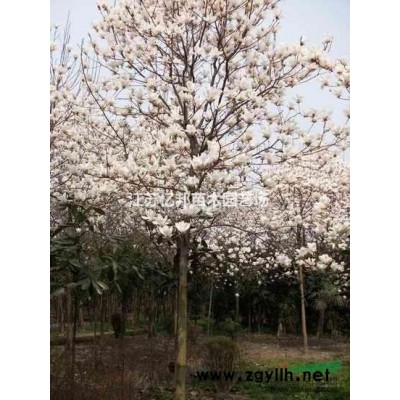 杜英 假杨梅、梅擦饭、青果、野橄榄、胆八树、橄榄、缘瓣杜英