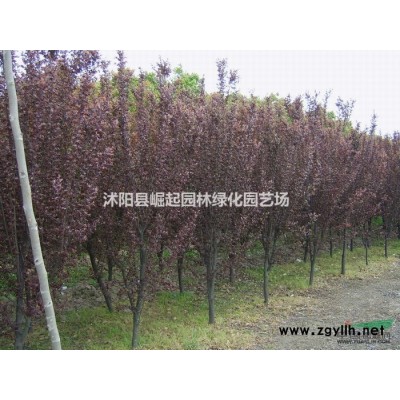 绿化苗木大叶女贞