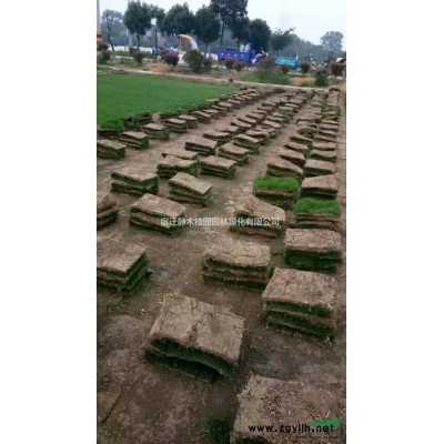 江苏沭阳县供应大量桂花、金桂、丹桂、四季桂、月桂