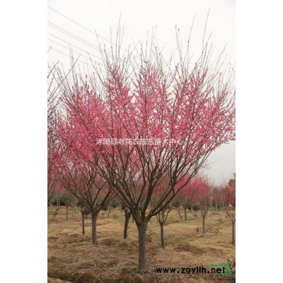 江苏提供各类规格桂花量大从优