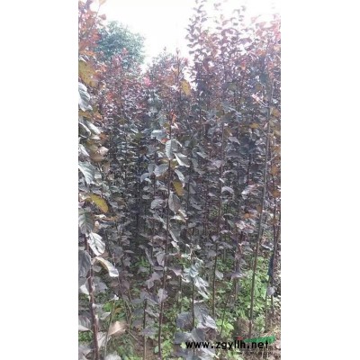 供应大叶女贞、小叶女贞